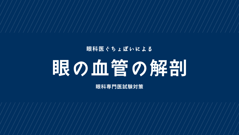 眼の血管の解剖｜眼科医ぐちょぽいのオンライン勉強会