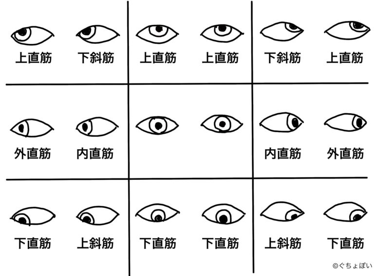 眼球運動の診かた、考えかた｜眼科医ぐちょぽいのオンライン勉強会