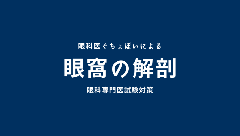 眼窩の解剖｜眼科医ぐちょぽいのオンライン勉強会