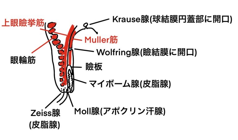 瞼の解剖|眼科医ぐちょぽいのオンライン勉強会